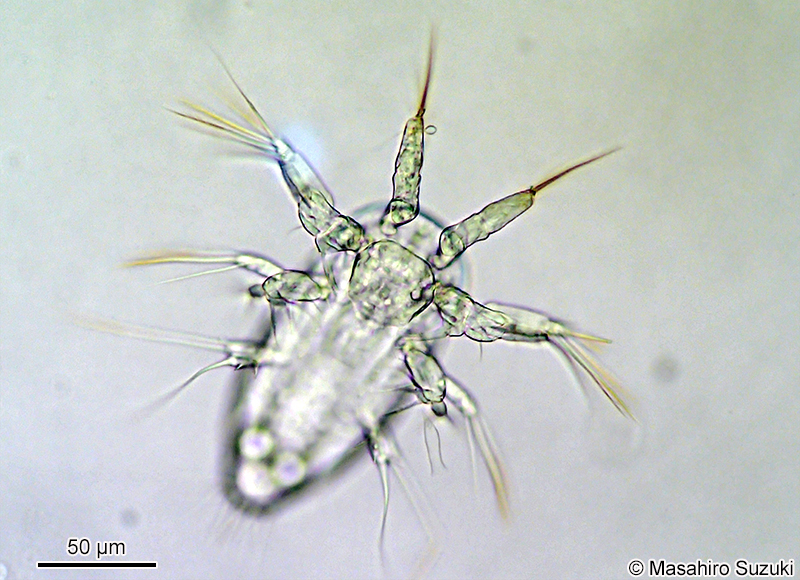 海産カイアシ類のノープリウス幼生 Nauplius larva