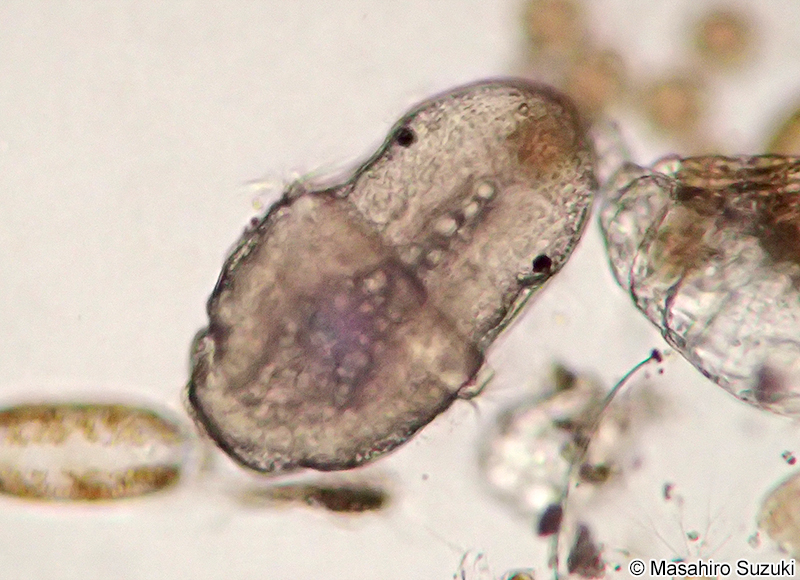 多毛類のネクトケータ幼生 Nectochaeta larva