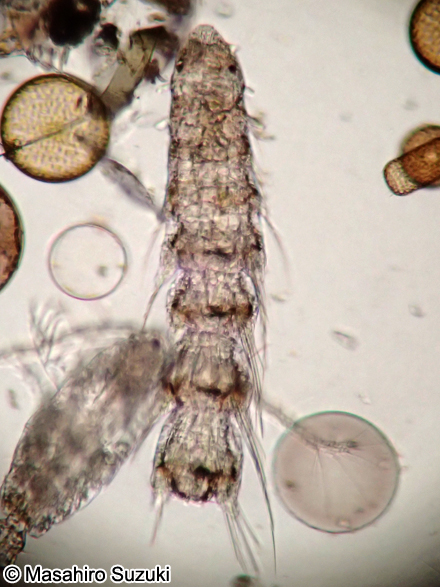 多毛類のネクトケータ幼生 Nectochaeta larva