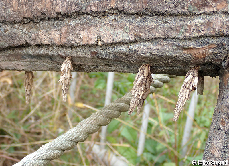 ネグロミノガ Acanthopsyche nigraplaga