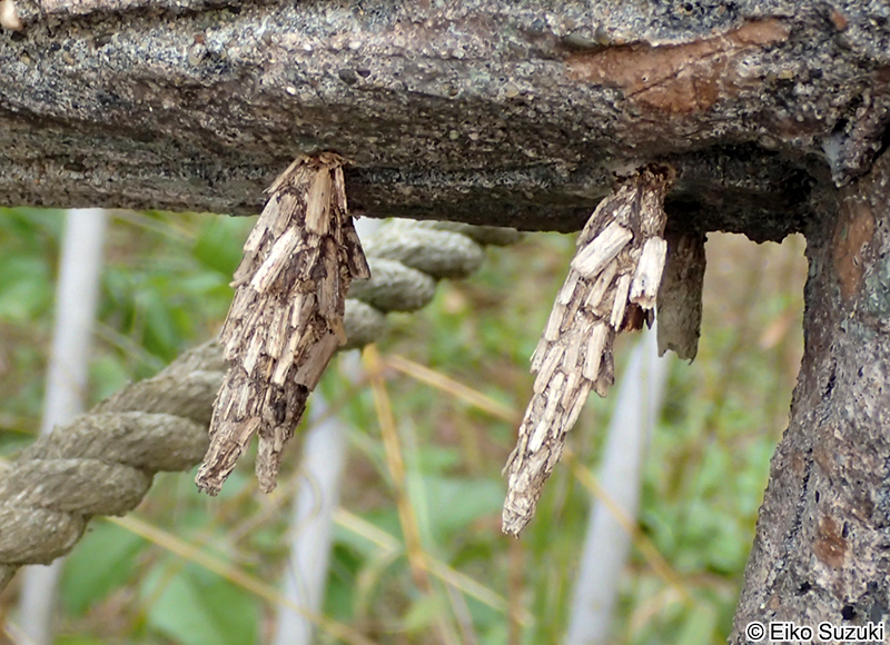 ネグロミノガ Acanthopsyche nigraplaga