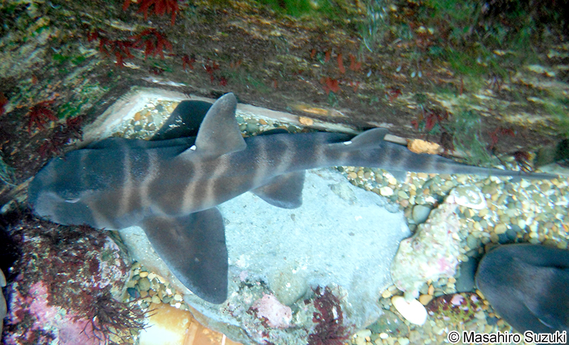 ネコザメ Heterodontus japonicus