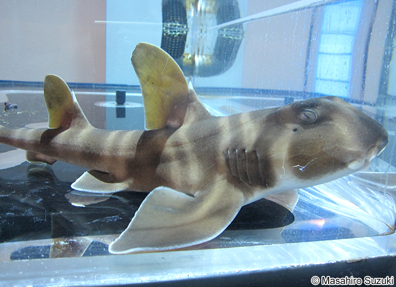 ネコザメ Heterodontus japonicus