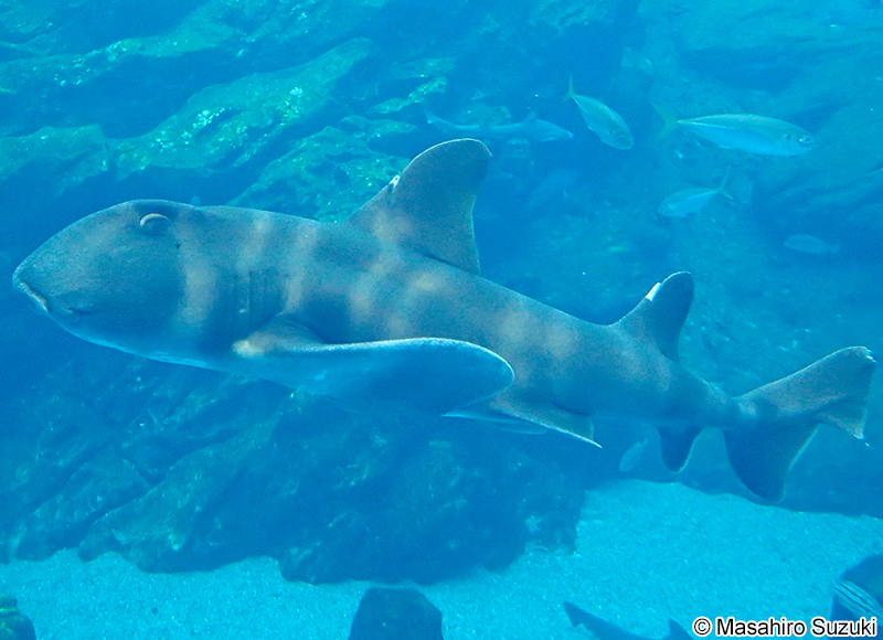 ネコザメ Heterodontus japonicus