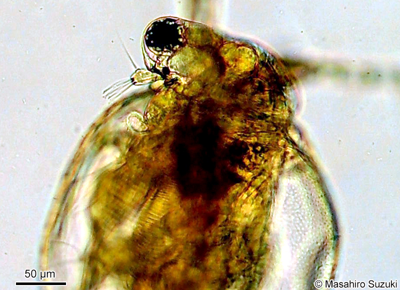 ネコゼミジンコ属の1種 Ceriodaphnia sp.