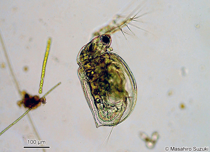 ネコゼミジンコ属の1種 Ceriodaphnia sp.