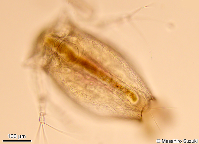 ネコゼミジンコ属の1種 Ceriodaphnia sp.