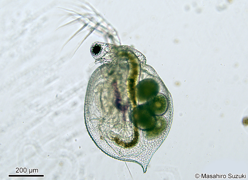 ネコゼミジンコ属の1種 Ceriodaphnia sp.