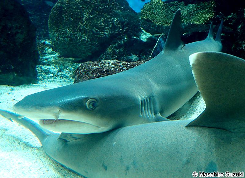 ネムリブカ Triaenodon obesus