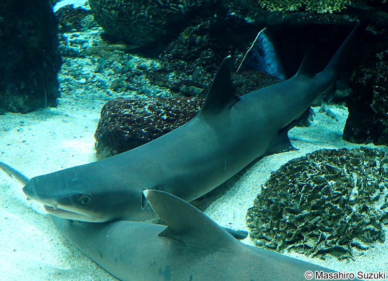 ネムリブカ Triaenodon obesus