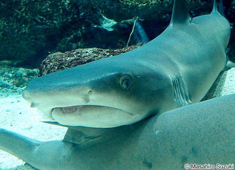 ネムリブカ Triaenodon obesus