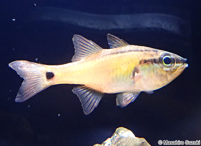 ネンブツダイ Apogon semilineatus