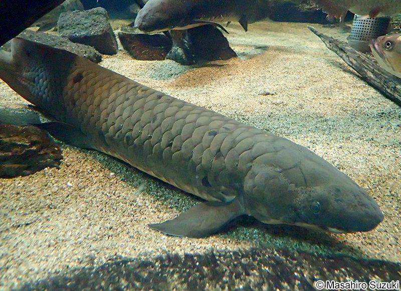 オーストラリアハイギョ Neoceratodus forsteri