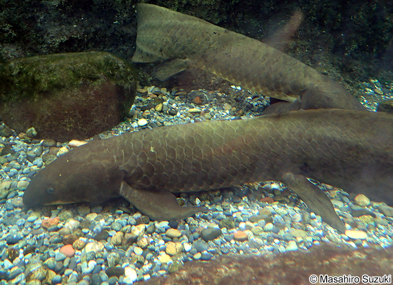 オーストラリアハイギョ Neoceratodus forsteri