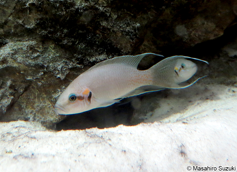 Neolamprologus brichardi