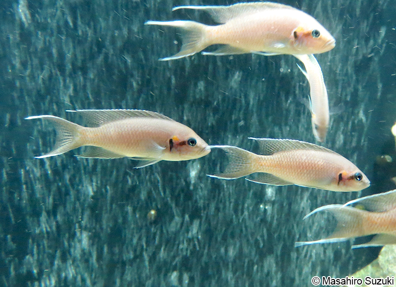 Neolamprologus brichardi