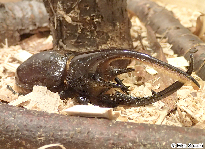 ネプチューンオオカブト Dynastes neptunus