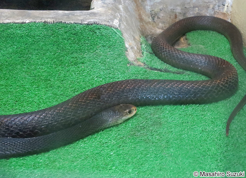 ニューギニアタイパン Oxyuranus scutellatus canni