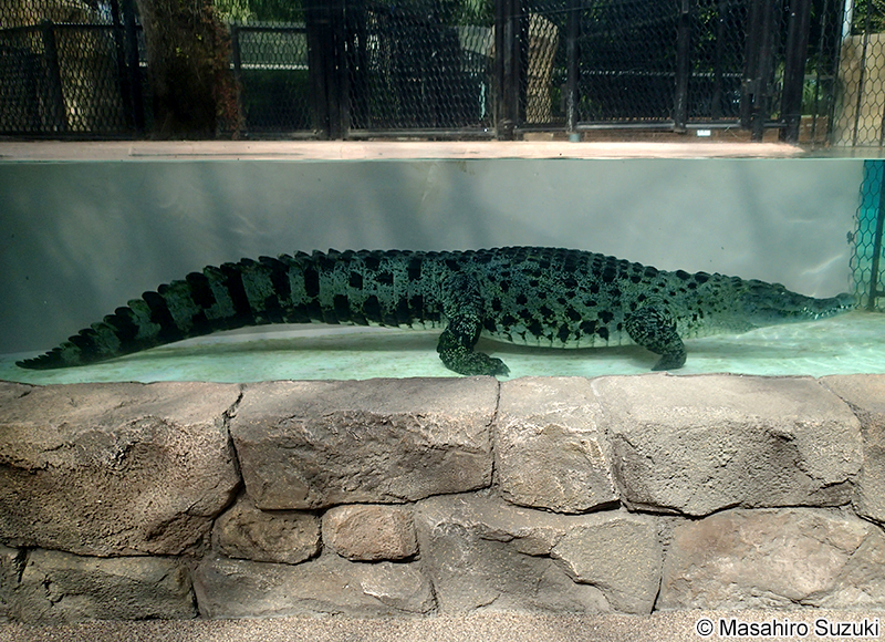 ニューギニアワニ Crocodylus novaeguineae