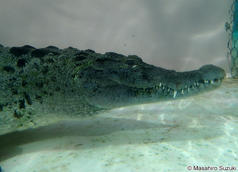 ニューギニアワニ Crocodylus novaeguineae