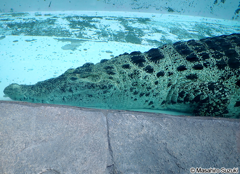 ニューギニアワニ Crocodylus novaeguineae
