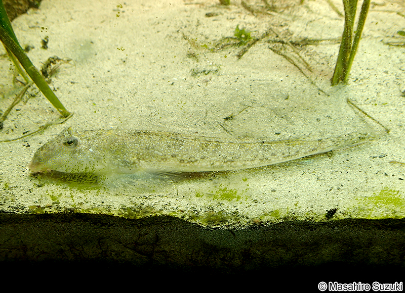 ネズミゴチ Callionymus richardsonii