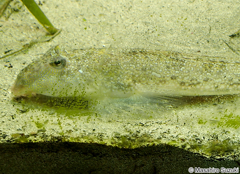 ネズミゴチ Callionymus richardsonii