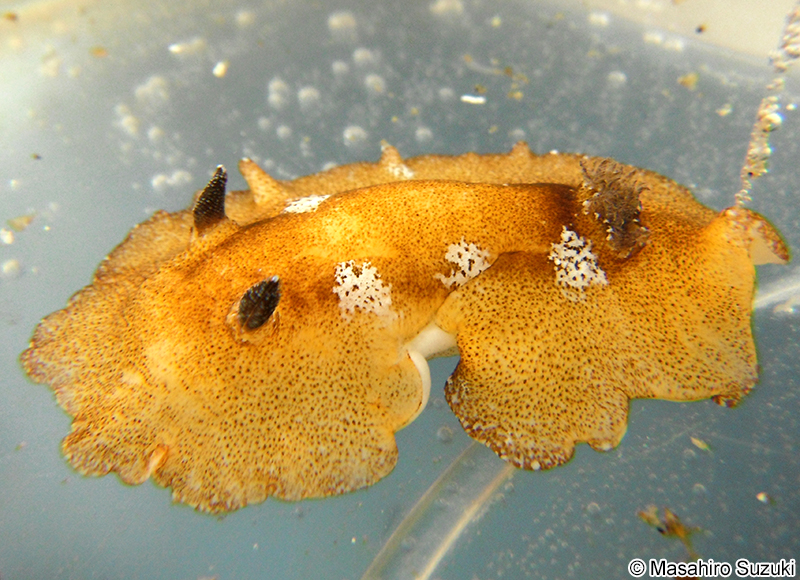 ネズミウミウシ Platydoris sp.