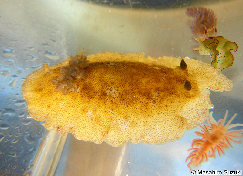 ネズミウミウシ Platydoris sp.