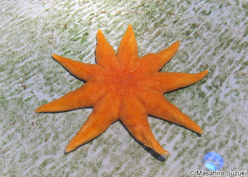 ニチリンヒトデ Solaster paxillatus