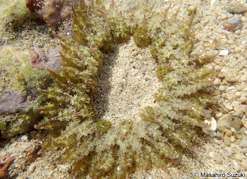 ニチリンイソギンチャク Phymanthus muscosus