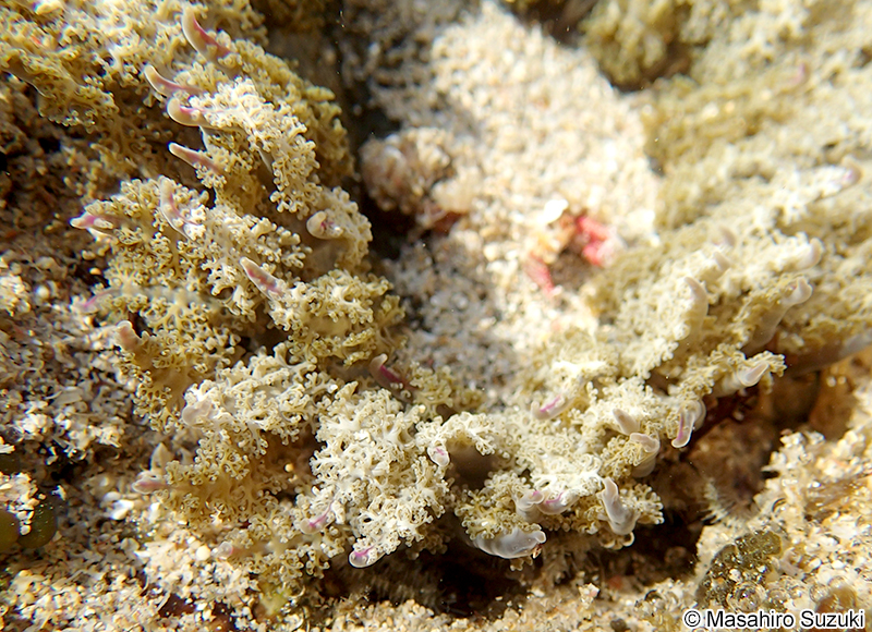 ニチリンイソギンチャク Phymanthus muscosus