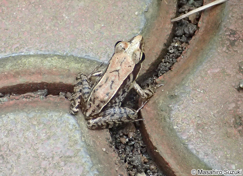 ニホンアカガエル Rana japonica