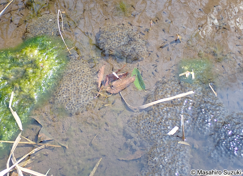 ニホンアカガエルの卵塊