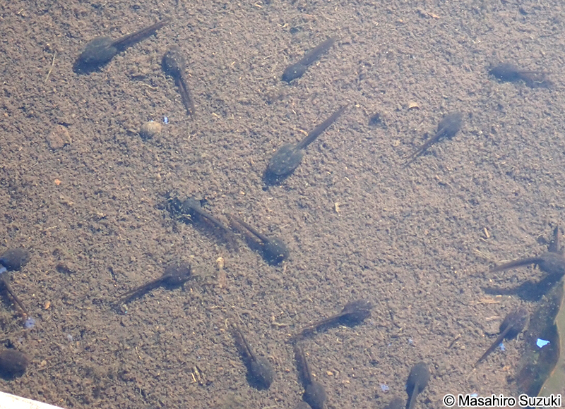 ニホンアカガエルの幼生（オタマジャクシ）