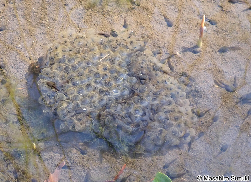 ニホンアカガエルの卵塊