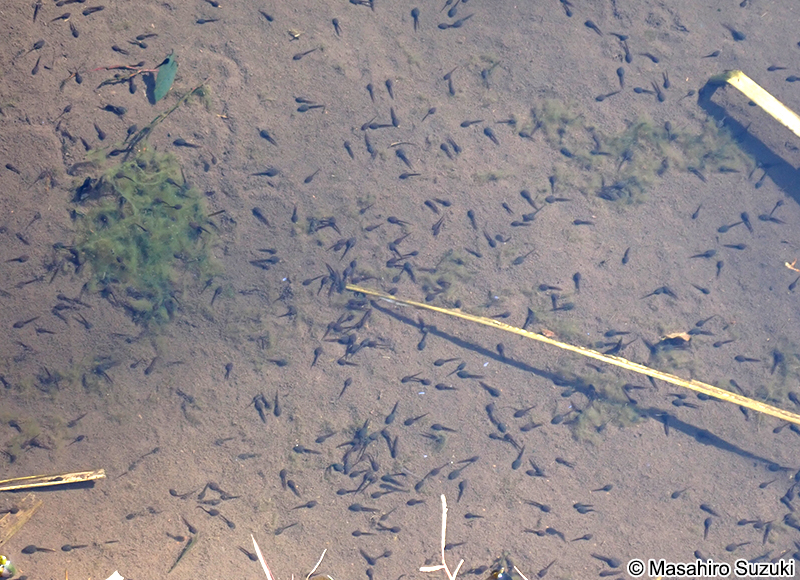 ニホンアカガエルの幼生（オタマジャクシ）