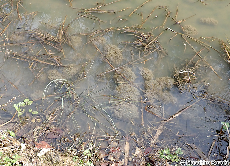 ニホンアカガエルの卵塊