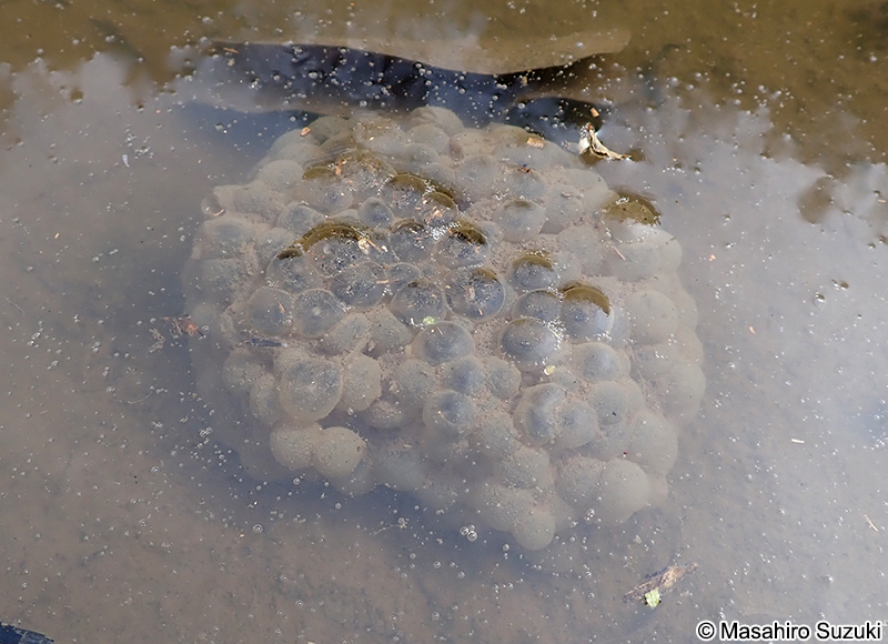 ニホンアカガエルの卵塊