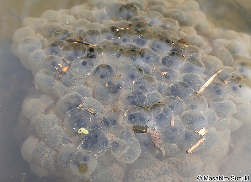 ニホンアカガエルの卵塊