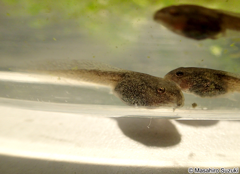 ニホンアカガエルの幼生（オタマジャクシ）