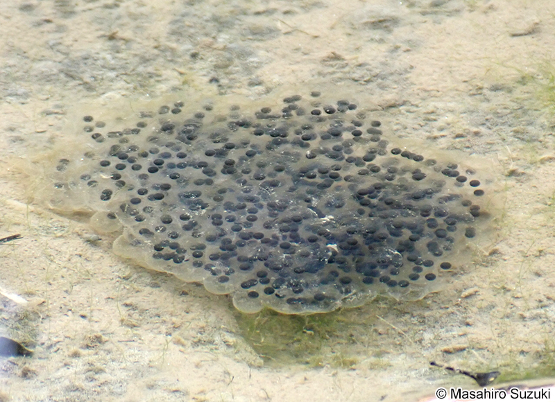 ニホンアカガエルの卵塊