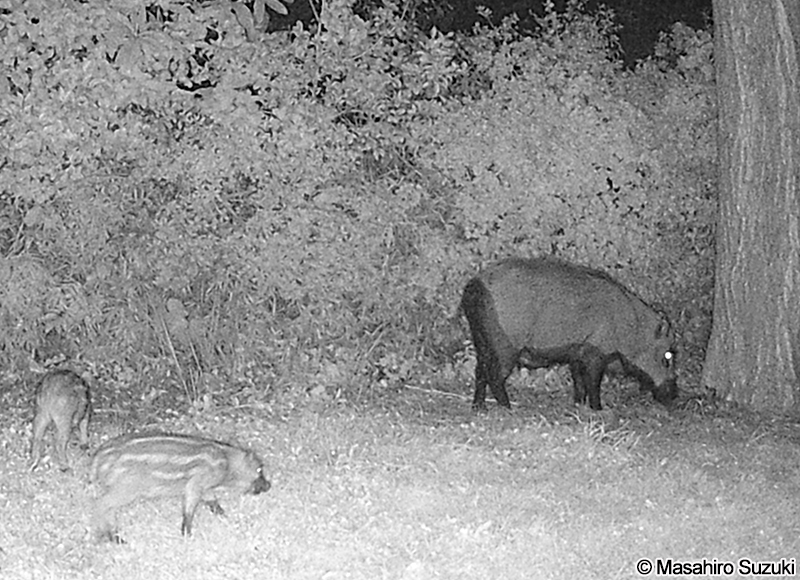 ニホンイノシシ Sus scrofa leucomystax