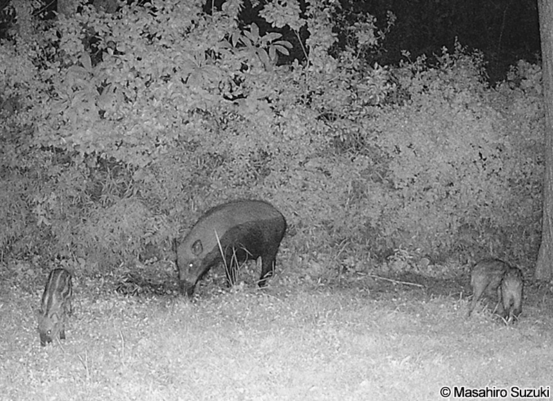 ニホンイノシシ Sus scrofa leucomystax