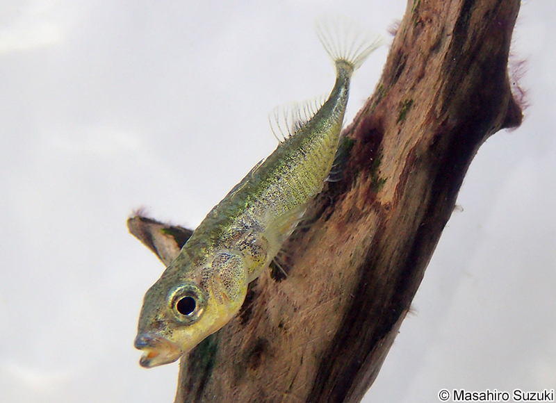 ニホンイトヨ Gasterosteus nipponicus