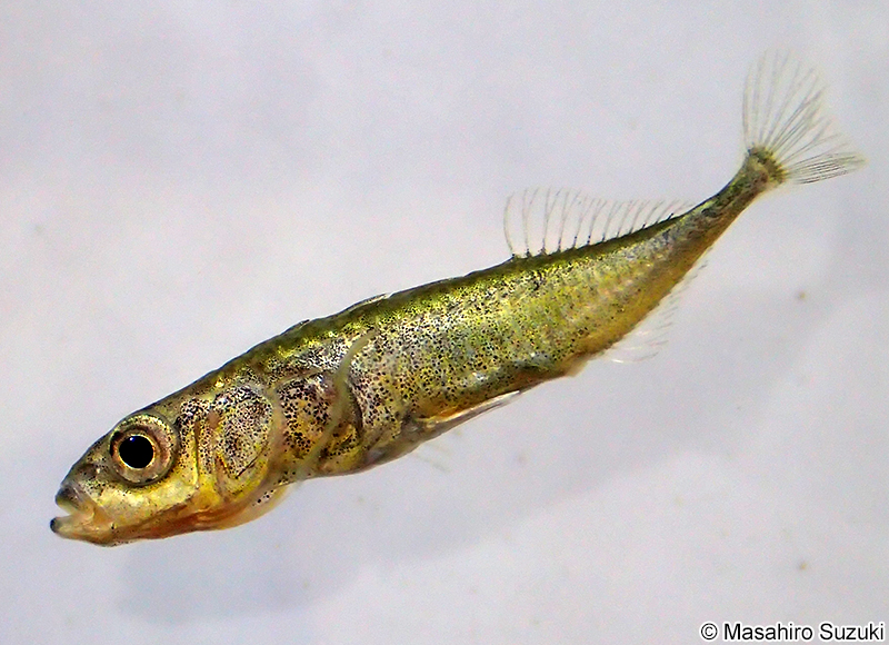 ニホンイトヨ Gasterosteus nipponicus