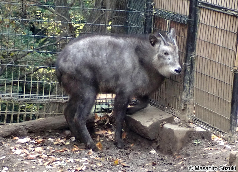 ニホンカモシカ Capricornis crispus