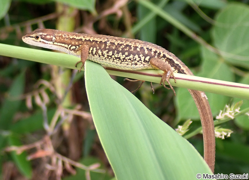 ニホンカナヘビ Takydromus tachydromoides