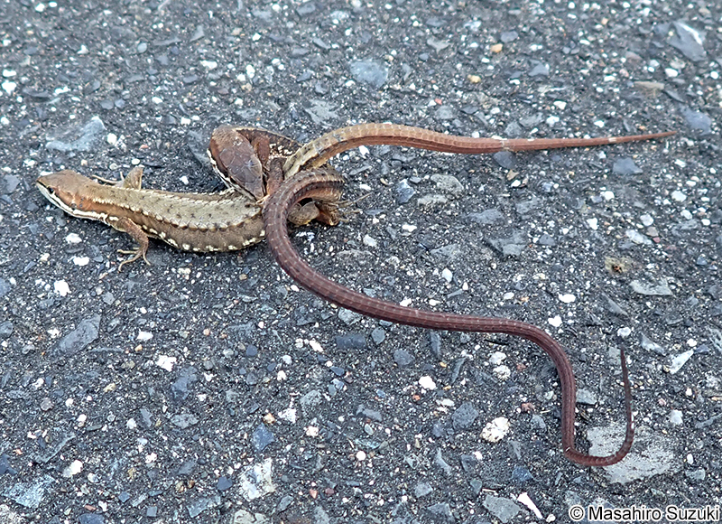 ニホンカナヘビ Takydromus tachydromoides