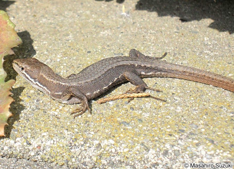 ニホンカナヘビ Takydromus tachydromoides